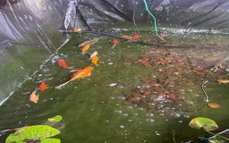 Goldfish fish for sale: Pond fish for sale - Image 1