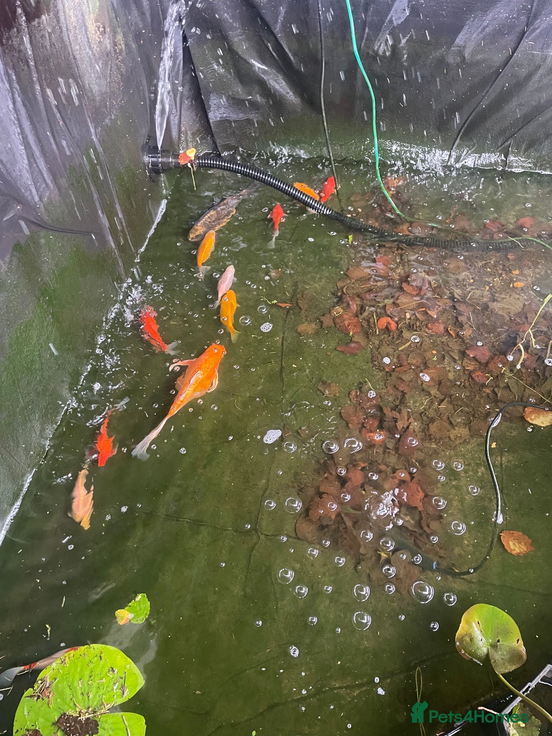 Goldfish fish for sale: Pond fish for sale - Image 1