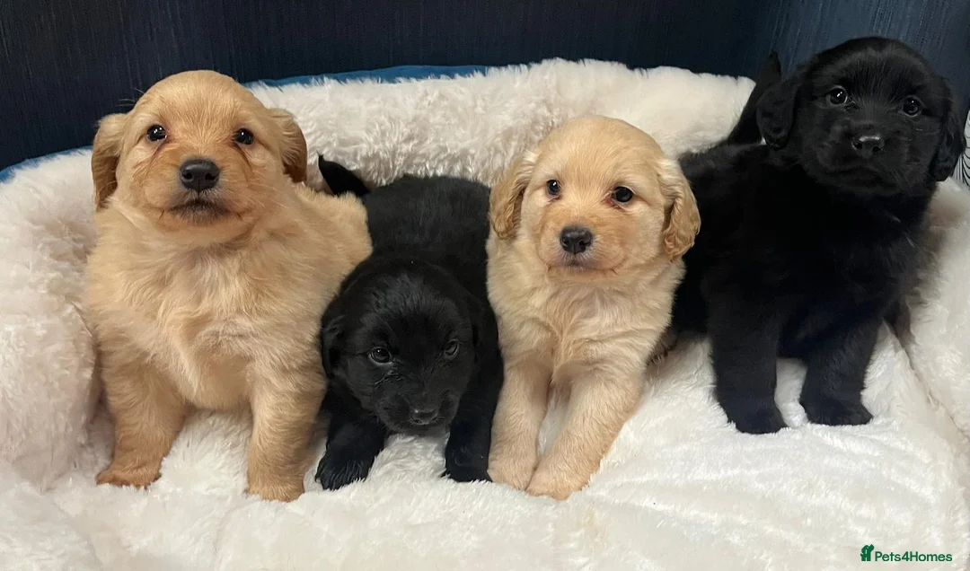 Cockapoo dogs for sale: Cockapoo puppy's  in Coventry - Advert 1