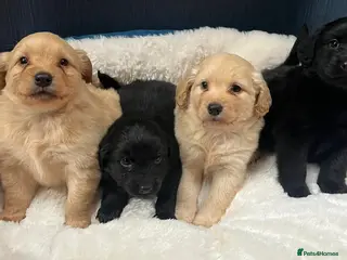 Cockapoo dogs Cockapoo puppy's - Advert 1