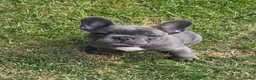 French Bulldog dogs for sale: French bulldogs  Last girl  - Advert 8