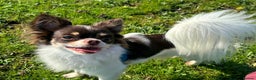 Chihuahua dogs for stud: Kc Reg Chocolate Parti colour Chihuahua for stud  in Rye - Advert 15