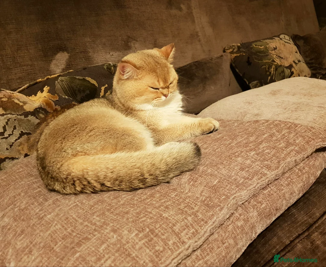 Scottish Fold cats for stud: GOLD CHINCHILLA SCOTTISH STRAIGHT PEDIGREE. STUD in London - Advert 19