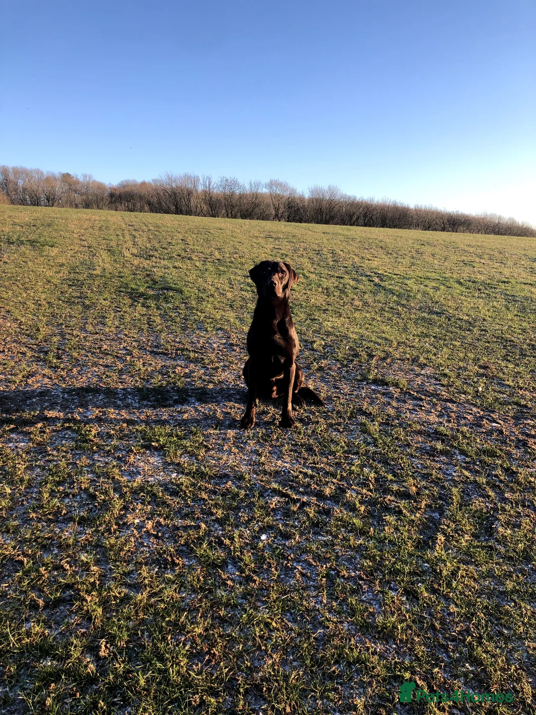Labrador Retriever dogs for stud: Perfect 0/0 Hips + 0 Elbows Chocolate Labrador in York - Advert 4