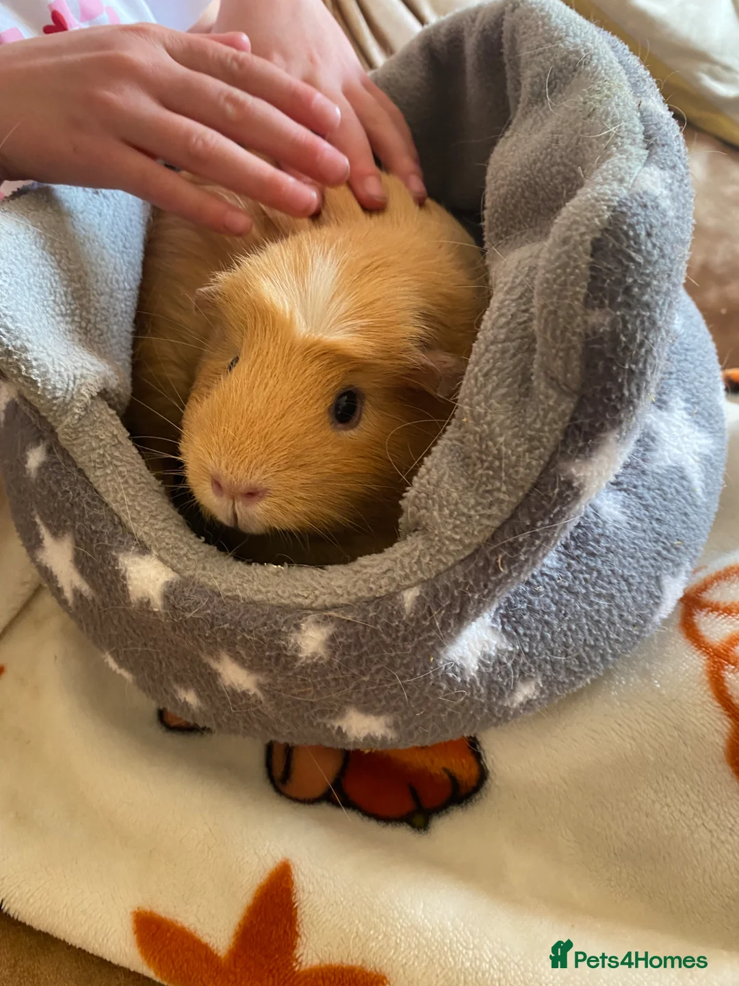 Guinea Pig rodents for sale: 2 Beautiful sisters need loving new home  in Knutsford - Advert 2