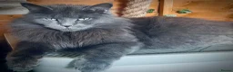 Maine Coon cats for sale: Active Imported Russian Mainecoons Queen for sale - Advert 1