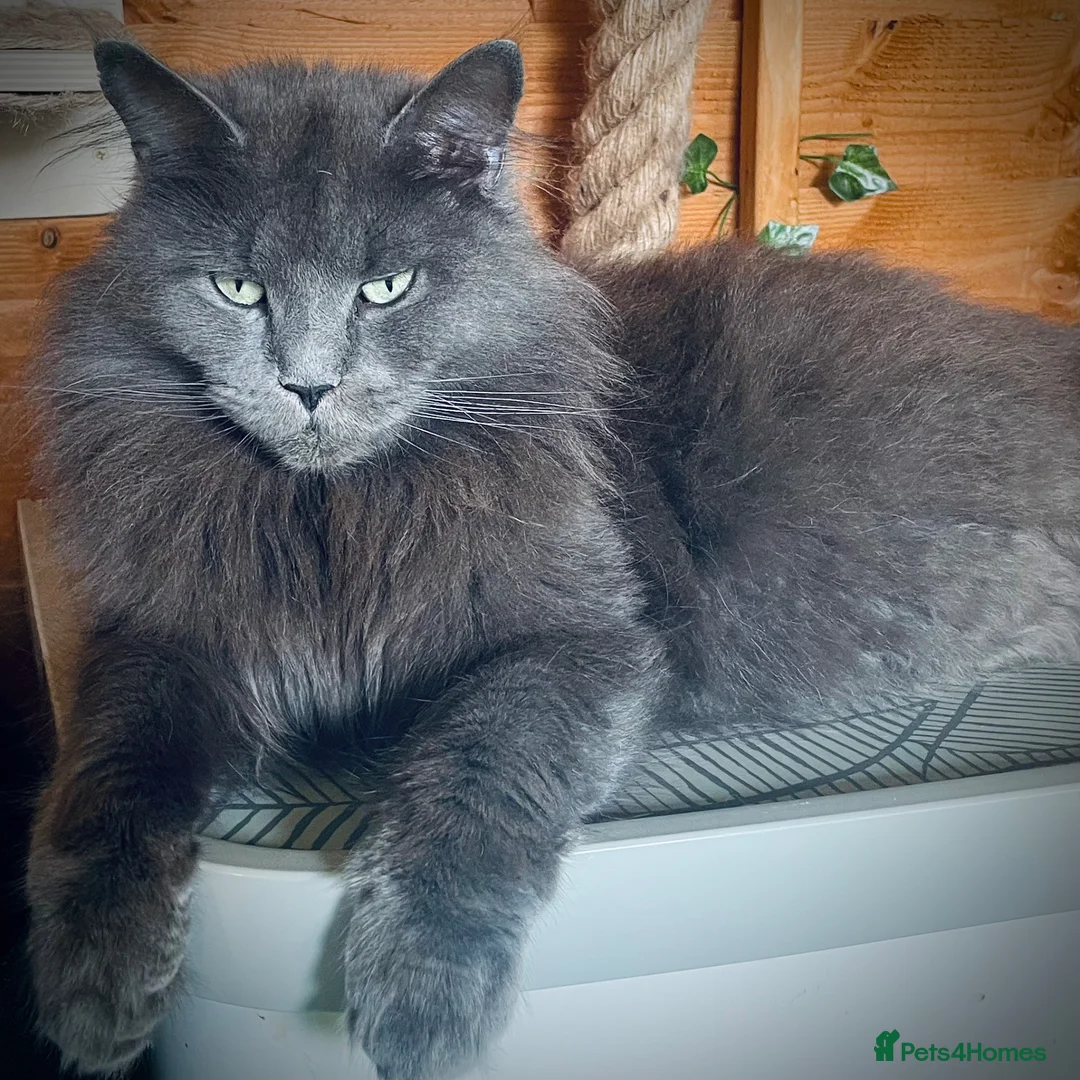 Maine Coon cats for sale: Active Imported Russian Mainecoons Queen for sale - Advert 1