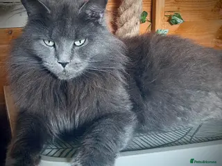 Maine Coon cats Active Imported Russian Mainecoons Queen for sale - Advert 1