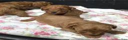 Miniature Poodle dogs for sale: Miniature poodle puppies - Advert 6