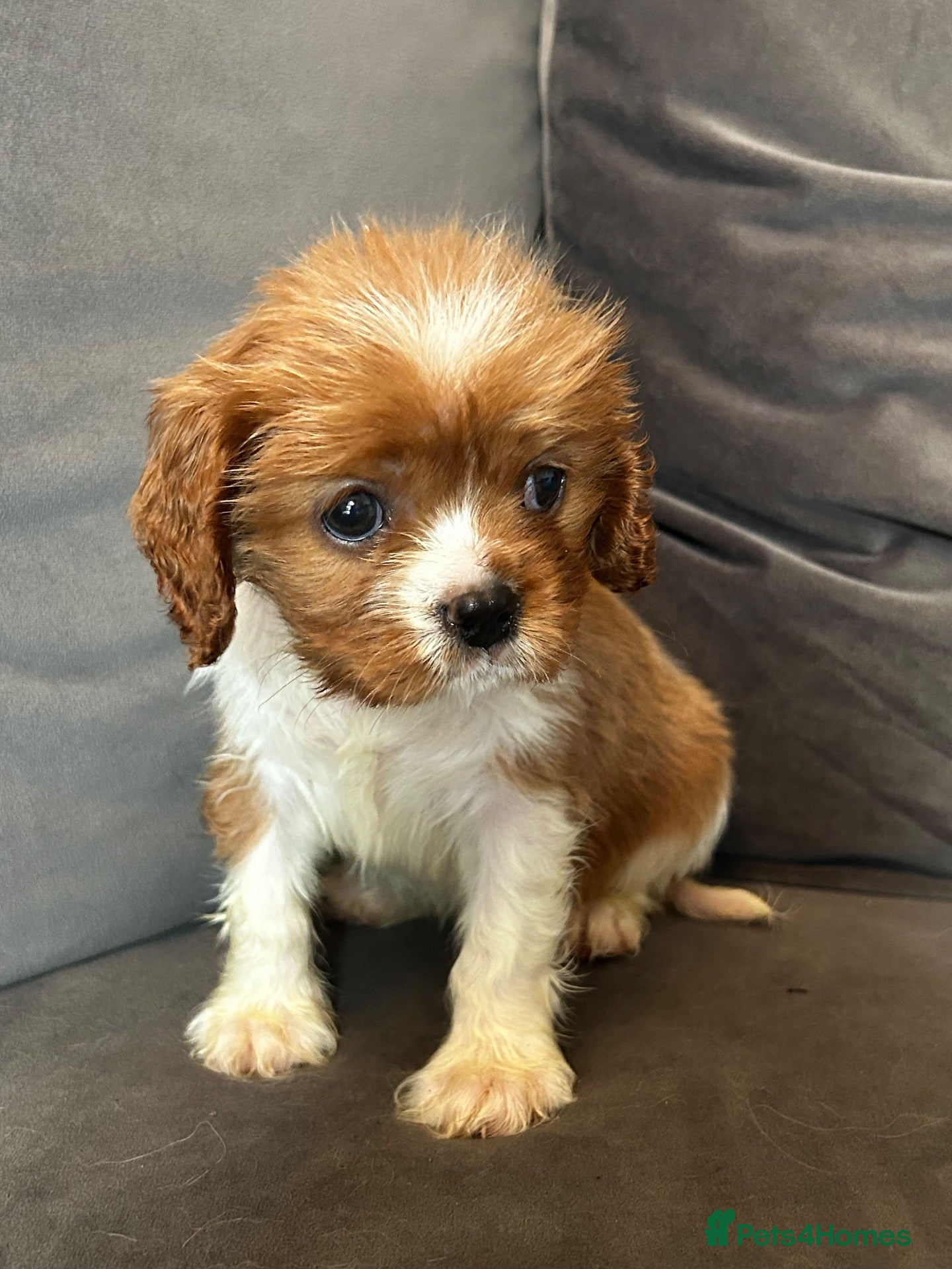 Cavalier King Charles Spaniel dogs Stunning girl looking for her forever home  - Advert 12
