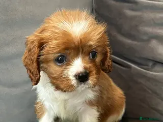 Cavalier King Charles Spaniel dogs Stunning girl looking for her forever home - Advert 5