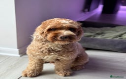 Cockapoo dogs for sale: Cockapoo - Image 3