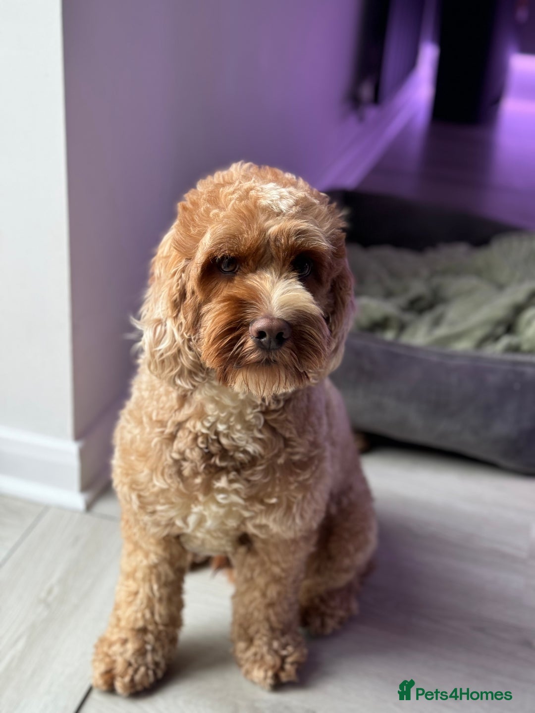 Cockapoo dogs for sale: Cockapoo - Image 3