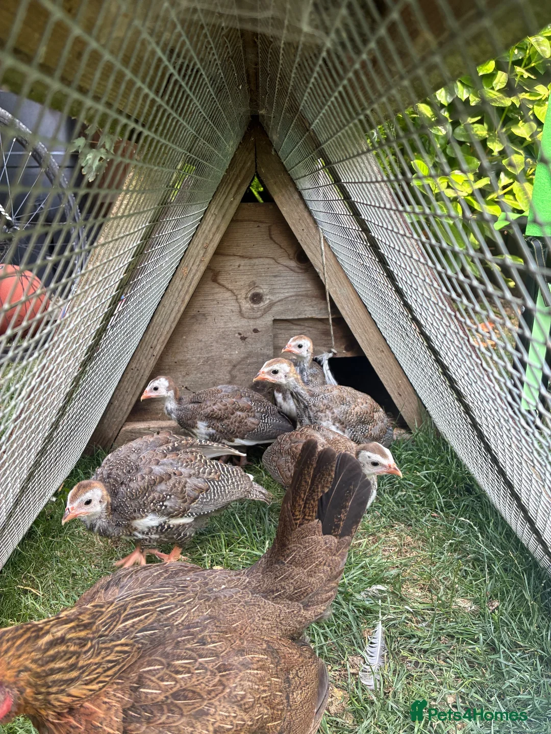 Guinea Fowl poultry for sale: 5 unsexed Guinea fowl keets - Advert 3