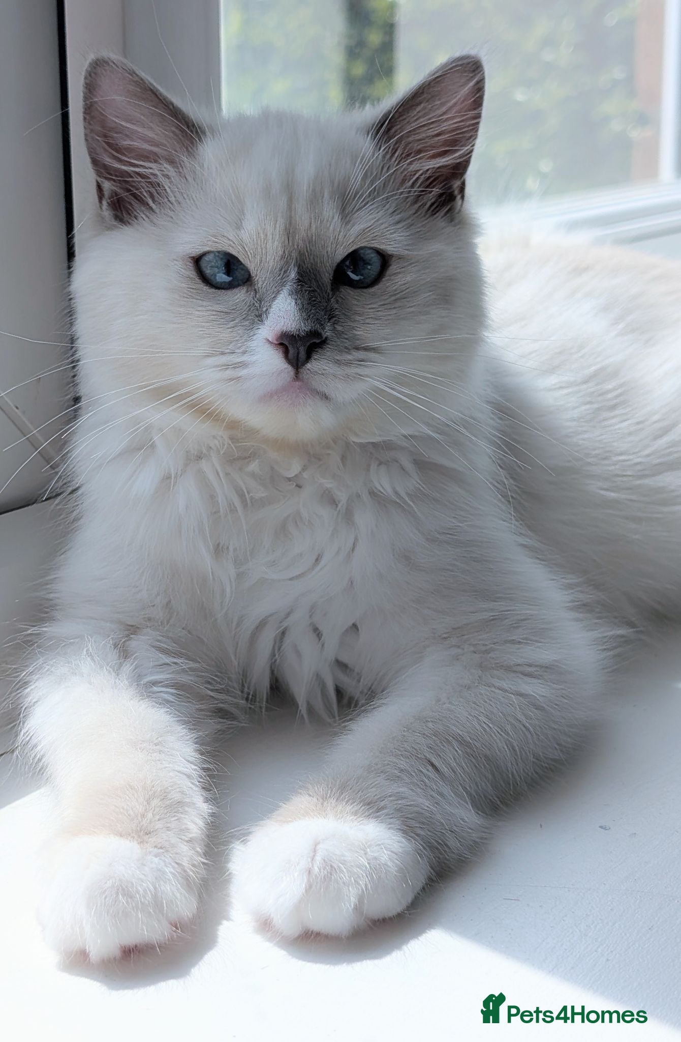 Ragdoll cats 🏆Ready now TICA Female Ragdoll kitten  - Advert 18
