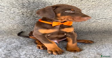 Dobermann dogs KC REGISTERED HEALTH TESTED EUROPEAN DOBERMAN PUPS - Advert 2