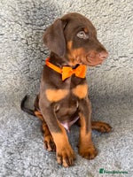 Dobermann dogs KC REGISTERED HEALTH TESTED EUROPEAN DOBERMAN PUPS - Advert 2