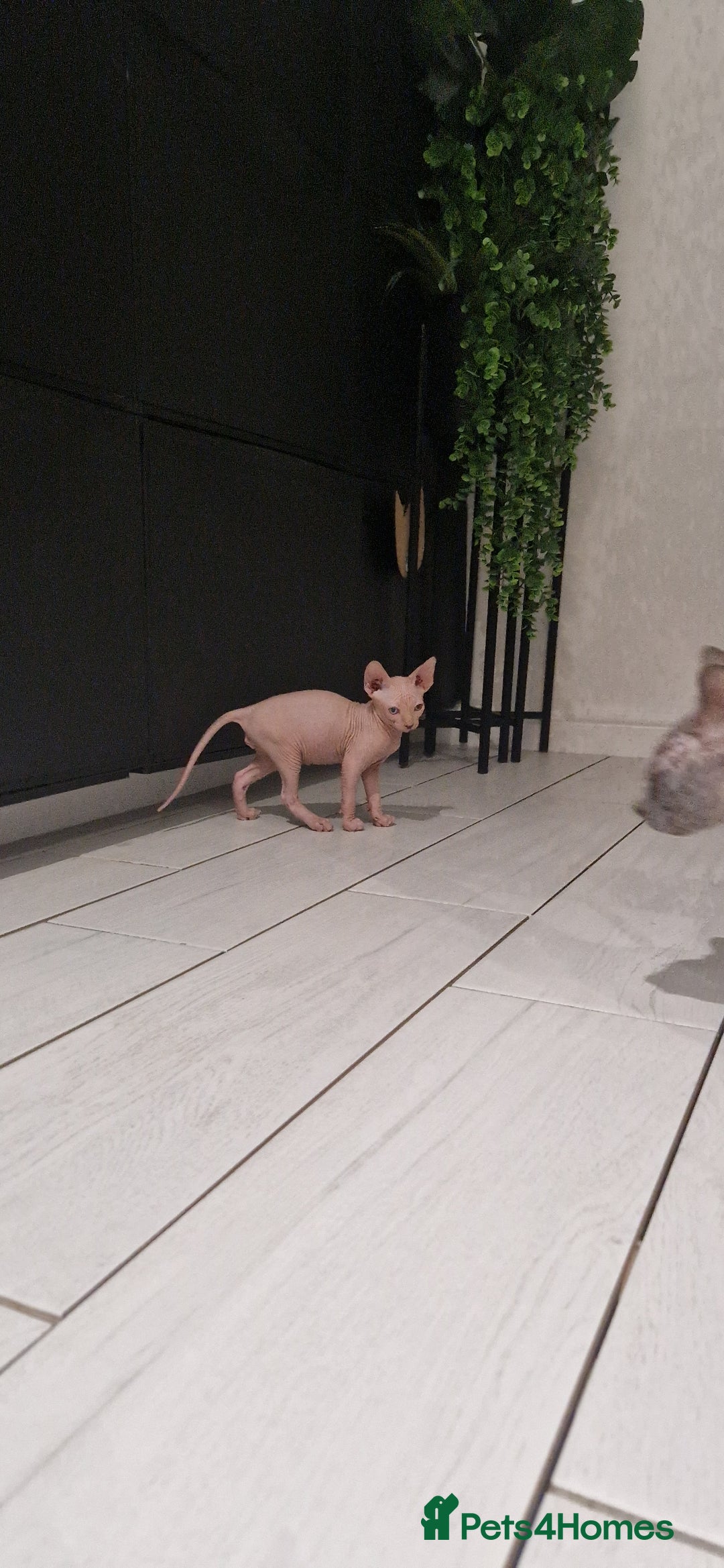 Sphynx cats for sale: Female and male kittens  - Advert 4