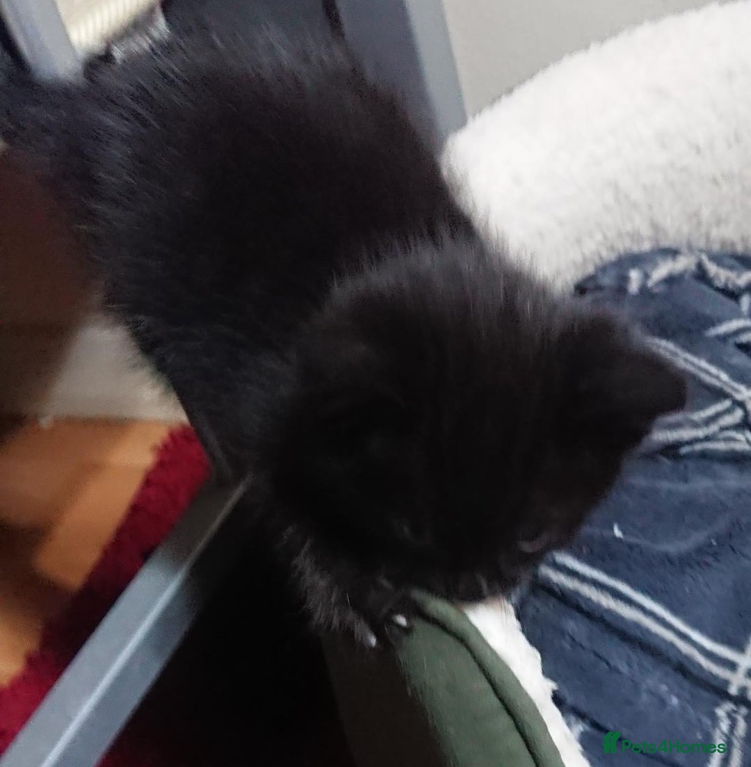 Mixed Breed cats for sale: Beautiful litter of 5 kittens 3 girls 2 boys - Advert 14