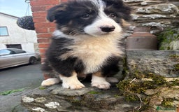 Bearded Collie dogs for sale: 💥3/4 beautiful BEARDIE BOY! 💥 - Advert 1