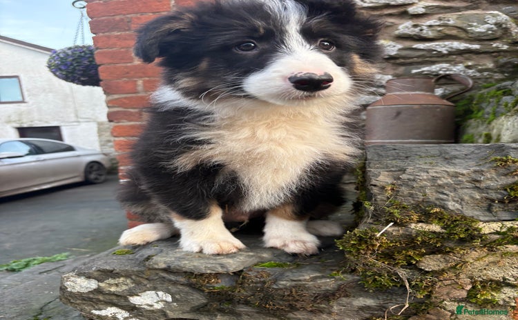 Bearded Collie dogs 💥3/4 beautiful BEARDIE BOY! 💥 - Advert 1