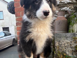 Bearded Collie dogs 💥3/4 beautiful BEARDIE BOY! 💥 - Advert 12