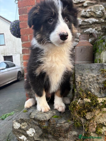 Bearded Collie dogs 💥3/4 beautiful BEARDIE BOY! 💥 - Advert 2