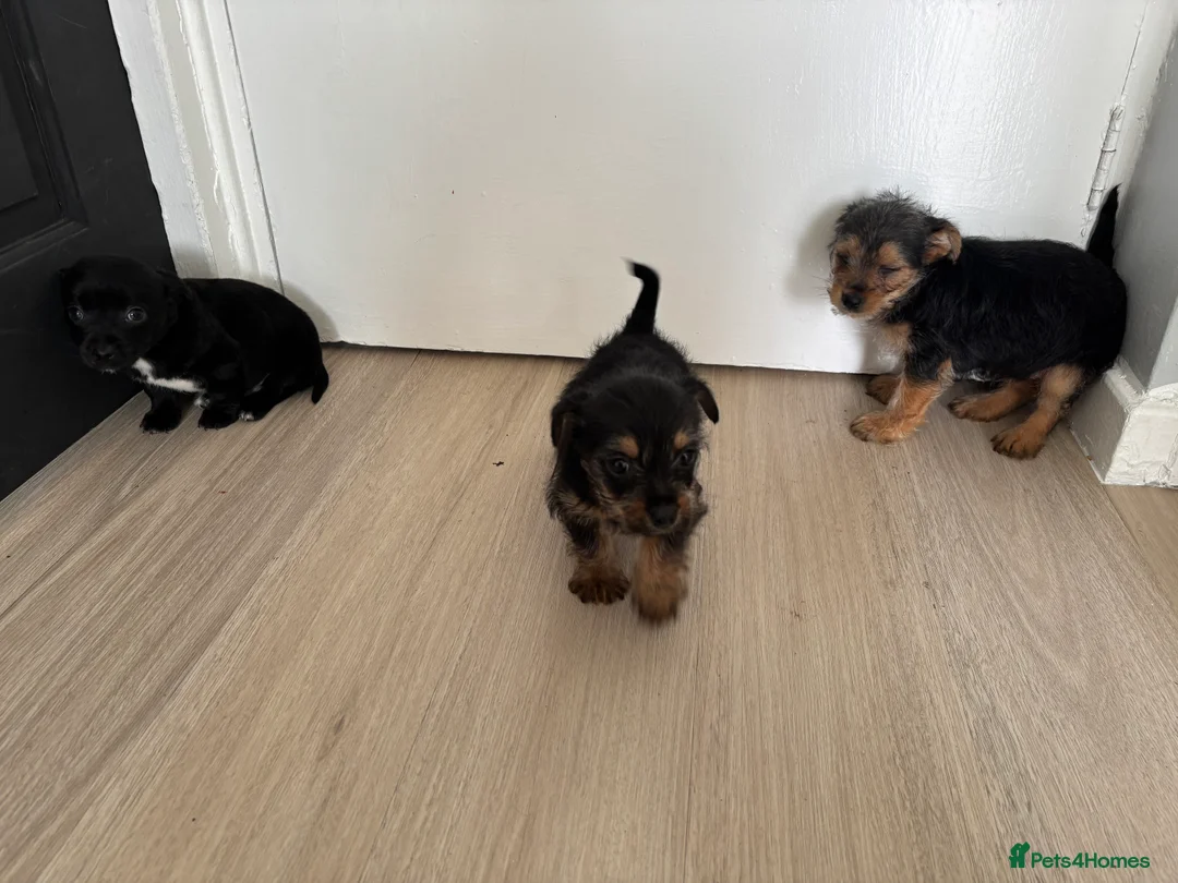 Mixed Breed dogs for sale: 3 beautiful dachshund cross Yorkshire terrier  - Advert 15