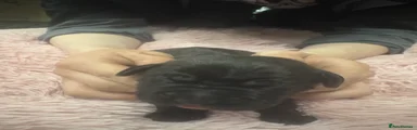 Cane Corso Puppy 1
