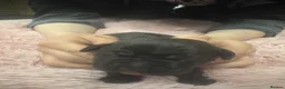 Cane Corso dogs for sale: Cane corso puppies - Advert 2