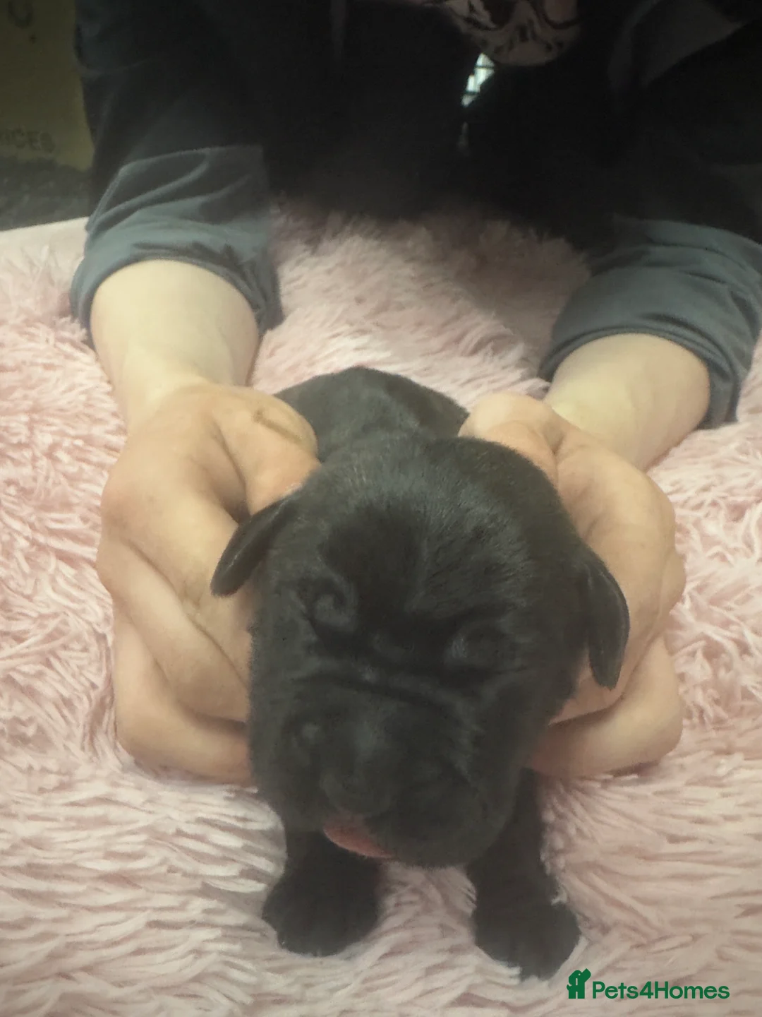 Cane Corso dogs for sale: Cane corso puppies - Advert 2