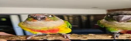 Conures birds for sale: Ricky & Cleo - Advert 8