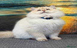 British Longhair cats for sale: British longhair golden point TICA  - Advert 9