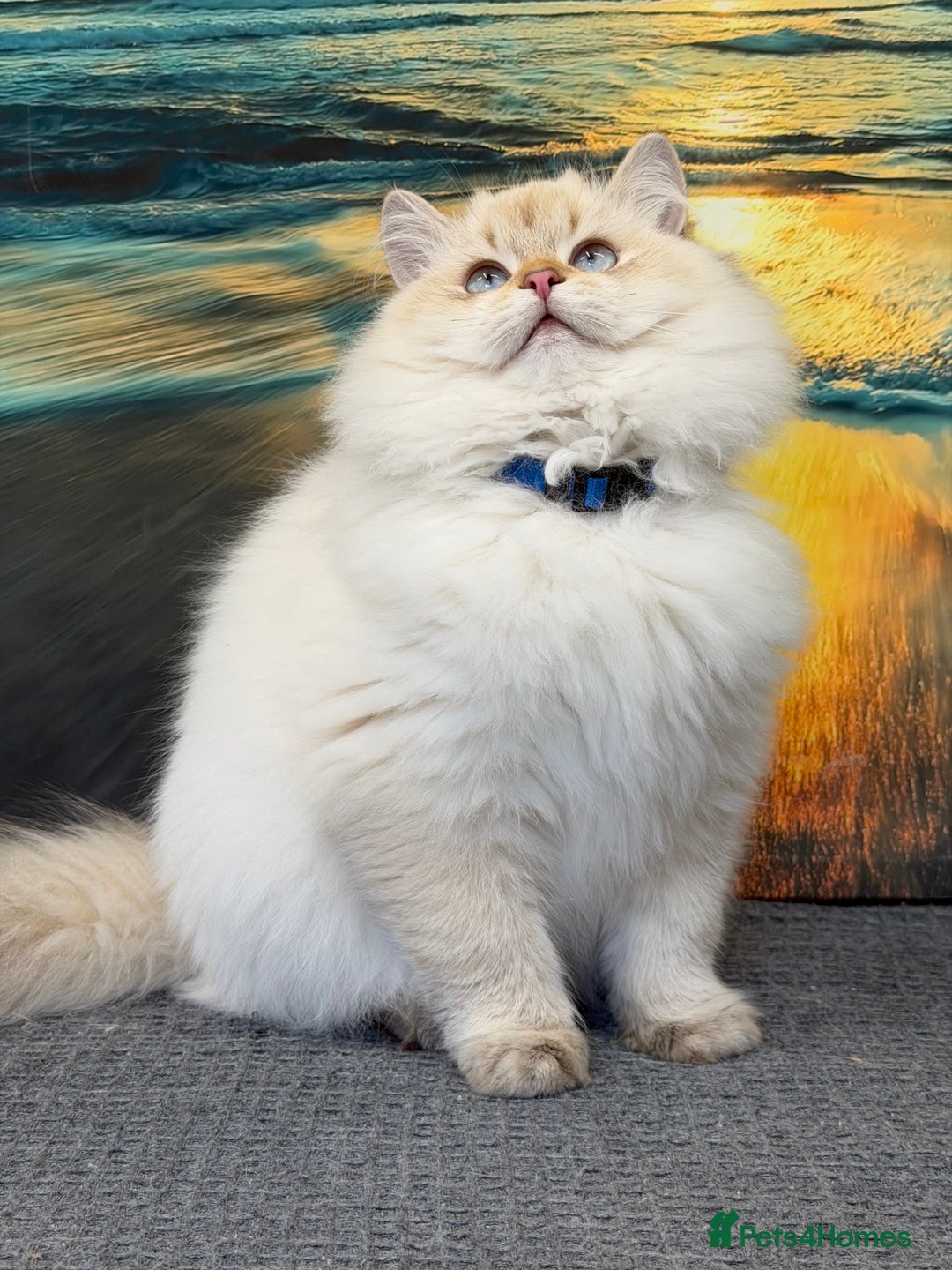 British Longhair cats for sale: British longhair golden point TICA  - Advert 9