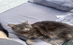 Ragdoll cats for sale: Beautiful grey ragdoll kittens  - Advert 7