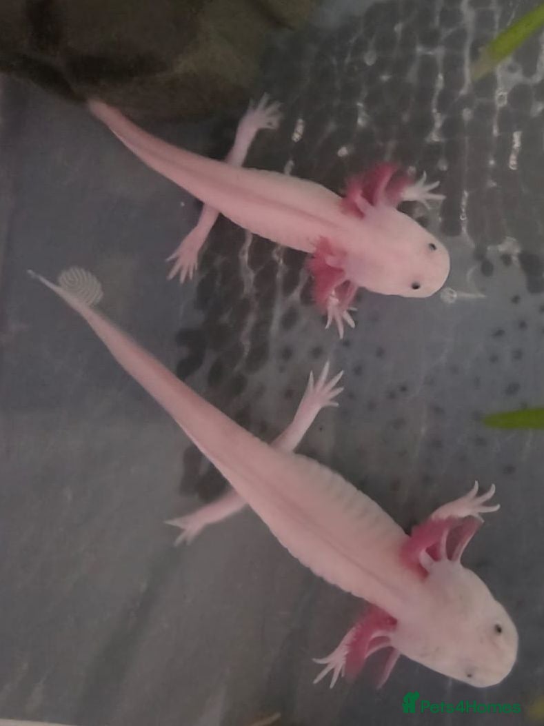 Axolotl reptiles Junior Axolotls - AVAILABLE NOW - Advert 2