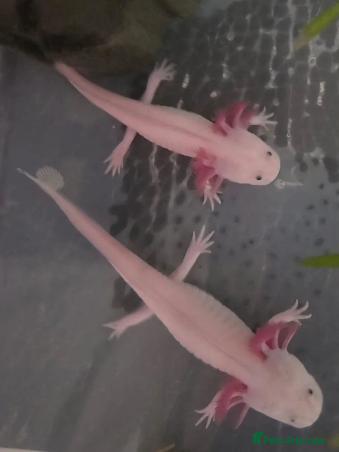 Axolotl reptiles for sale: Junior Axolotls - AVAILABLE NOW - Advert 2