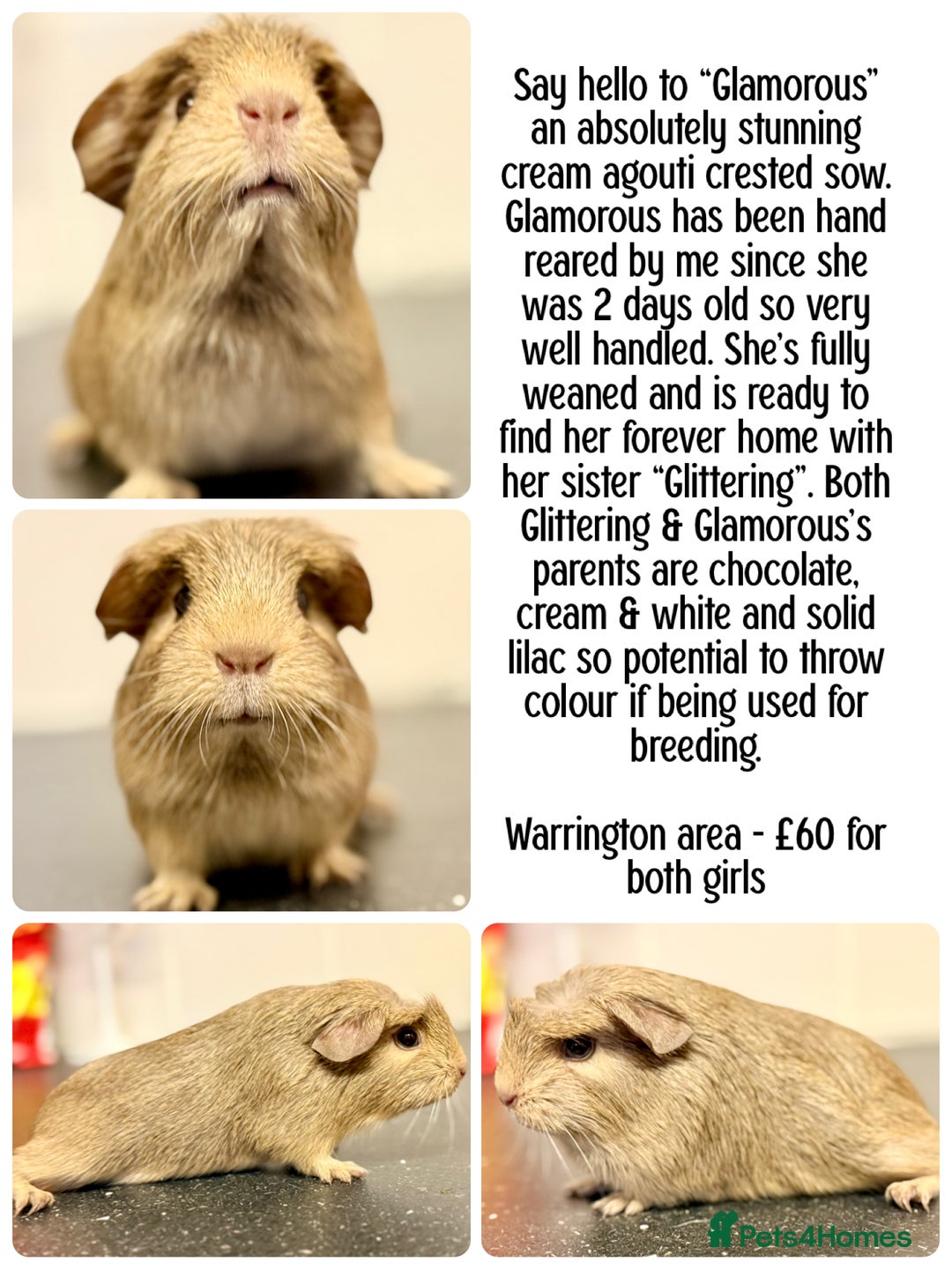 Guinea Pig rodents for sale: Baby guinea piggies  - Advert 3