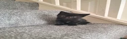 Bombay cats for sale: 3 tabby black male kittens  in Slough - Advert 2