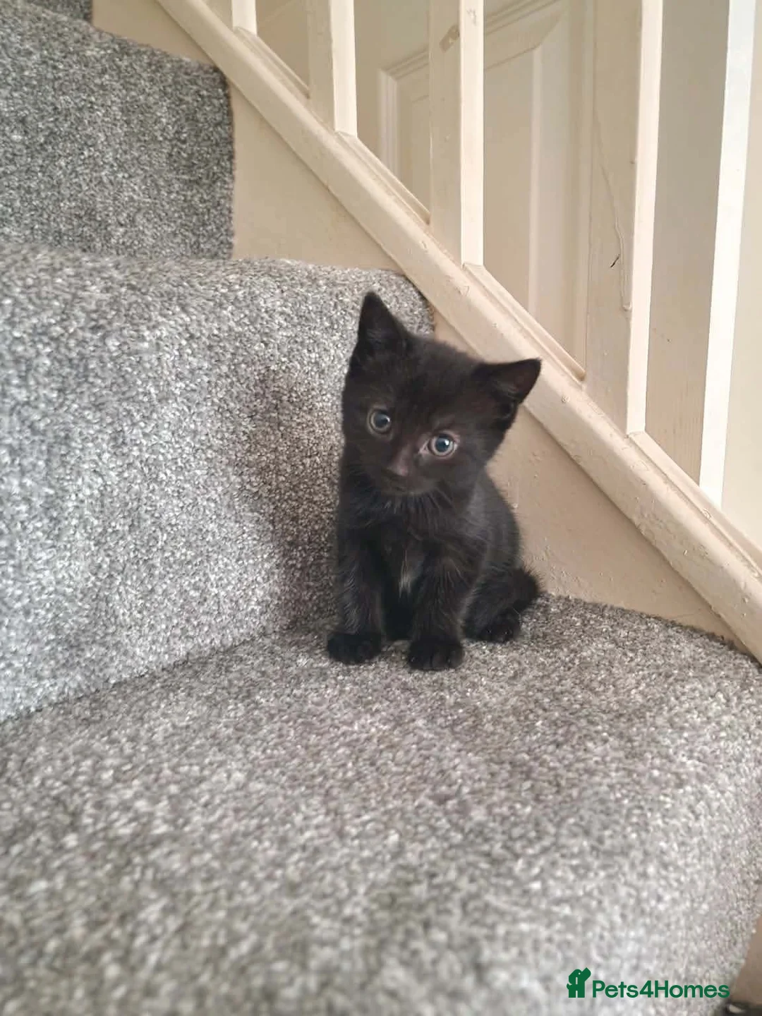 Bombay cats for sale: 3 tabby black male kittens  in Slough - Advert 2
