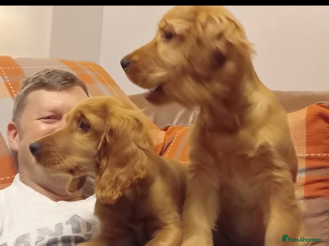 Cocker Spaniel dogs for sale: KC Golden Show Spaniels - Advert 13