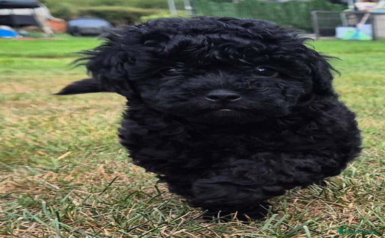 Toy Poodle dogs - Advert 7