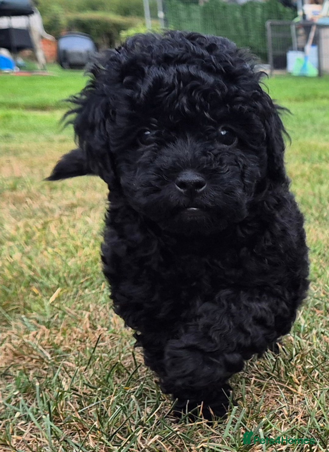Toy Poodle dogs for sale: Toy Poodles 1 Bitch available  - Image 1