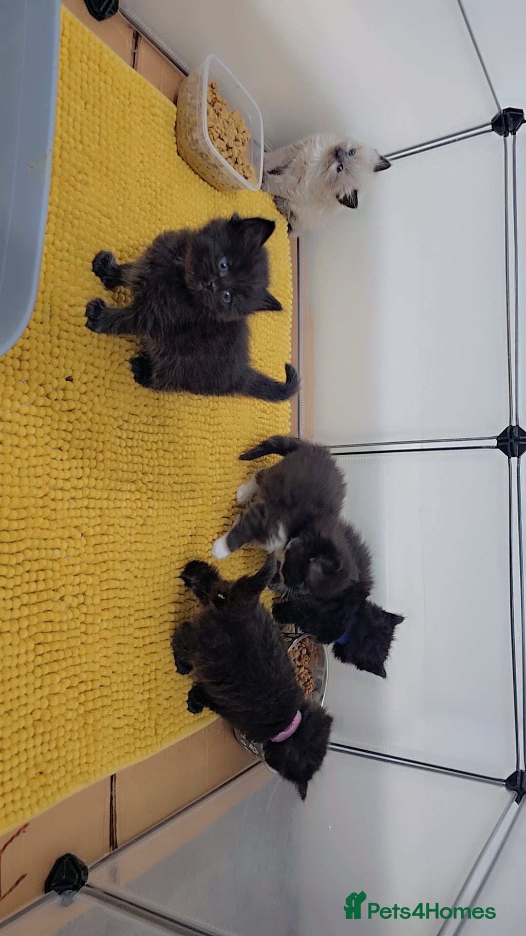 Maine Coon cats for sale: Stunning mainecoon/ragdoll babies - Advert 8