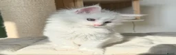 Maine Coon cats for sale: Polydactyl Maine coon kittens  - Advert 8