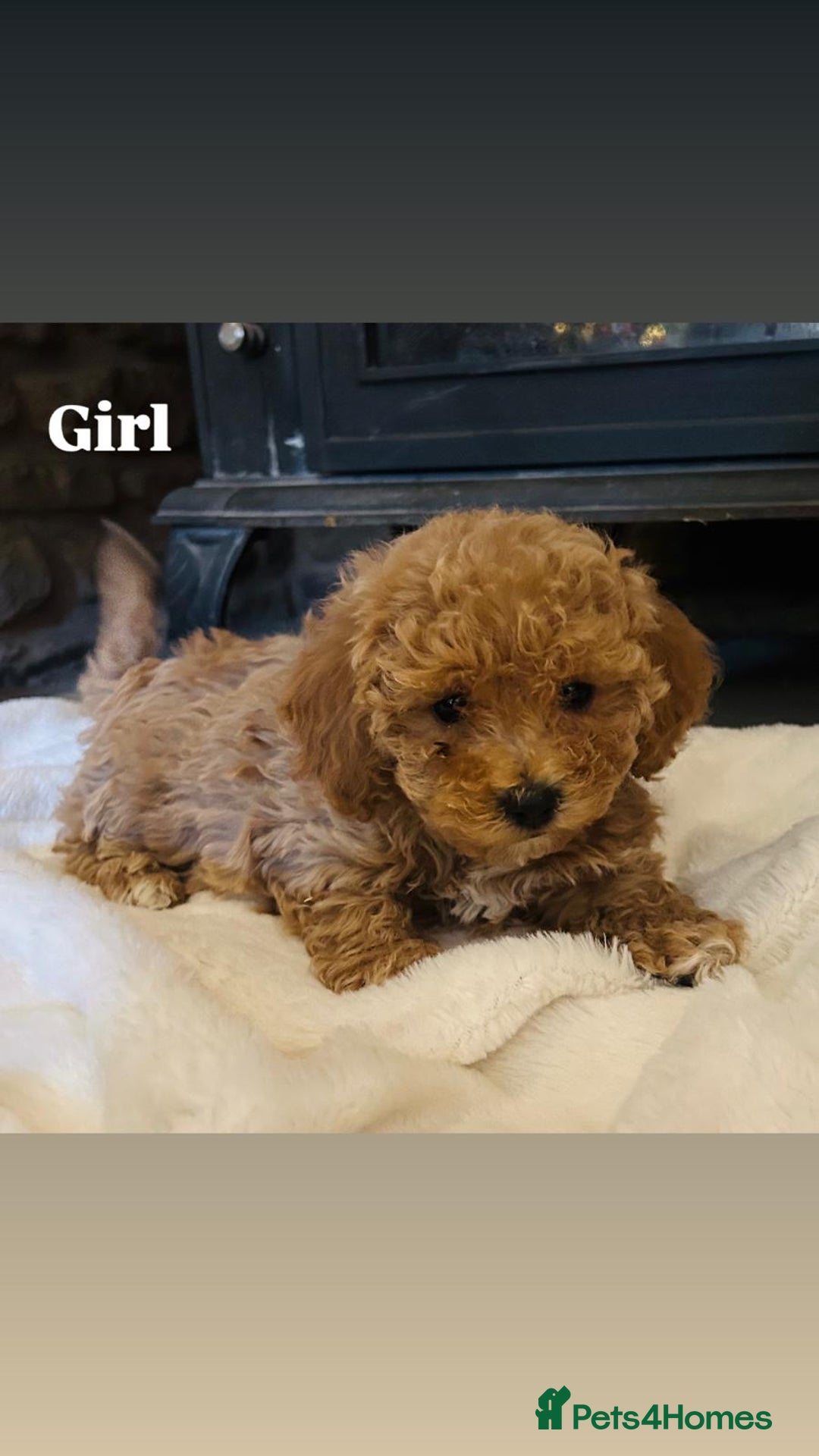 Poochon dogs for sale: Beautiful F1 Poochon puppies - Advert 2