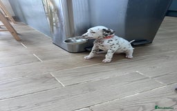 Dalmatian dogs for sale: 7 Dalmatian puppies available  - Image 14