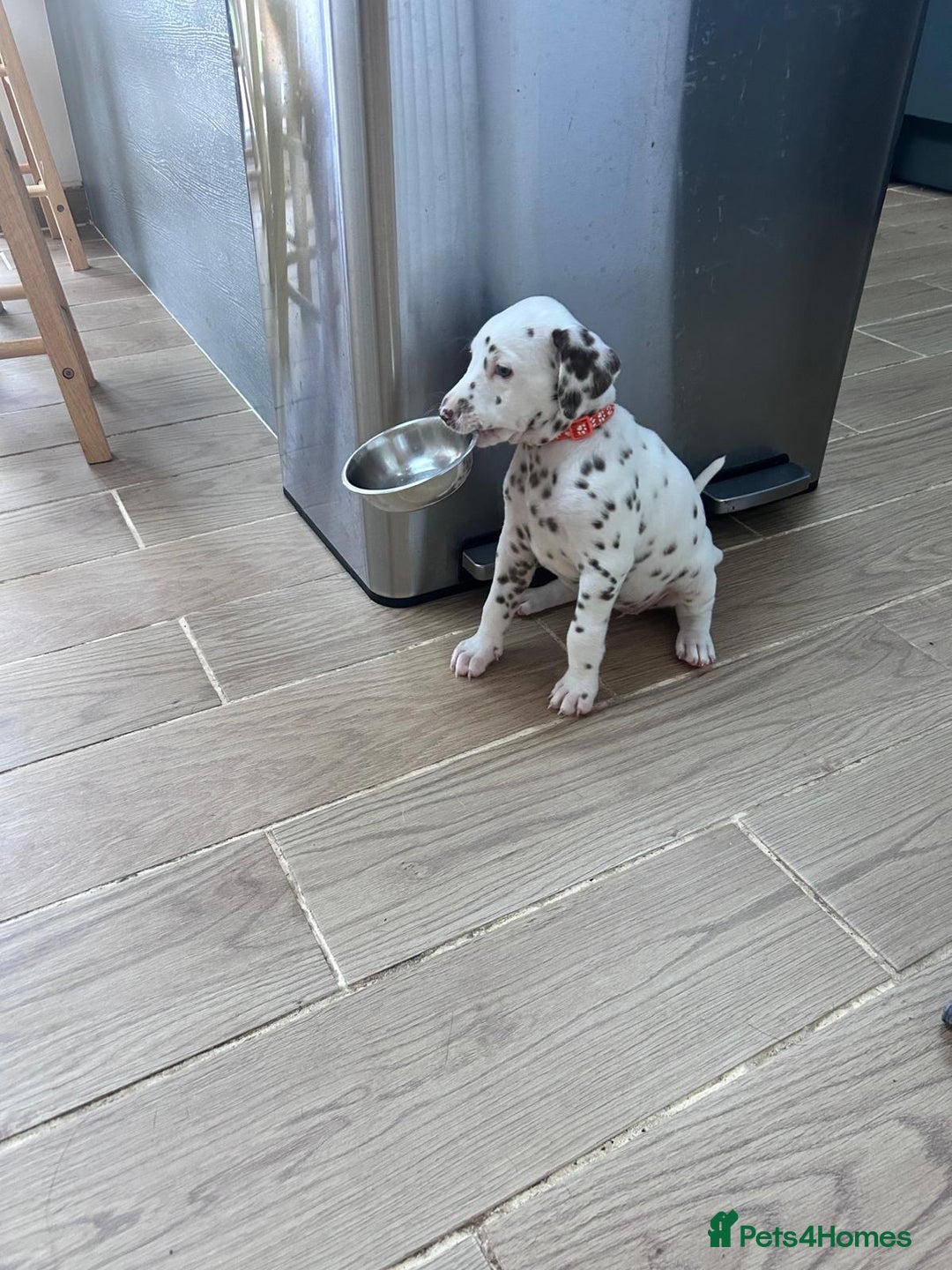 Dalmatian dogs for sale: 7 Dalmatian puppies available  - Image 14