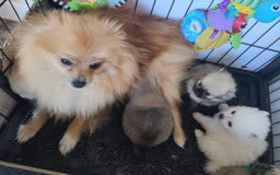 Pomeranian dogs for sale: Gorgeous litter of pomeranian puppies💙💖 - Image 2