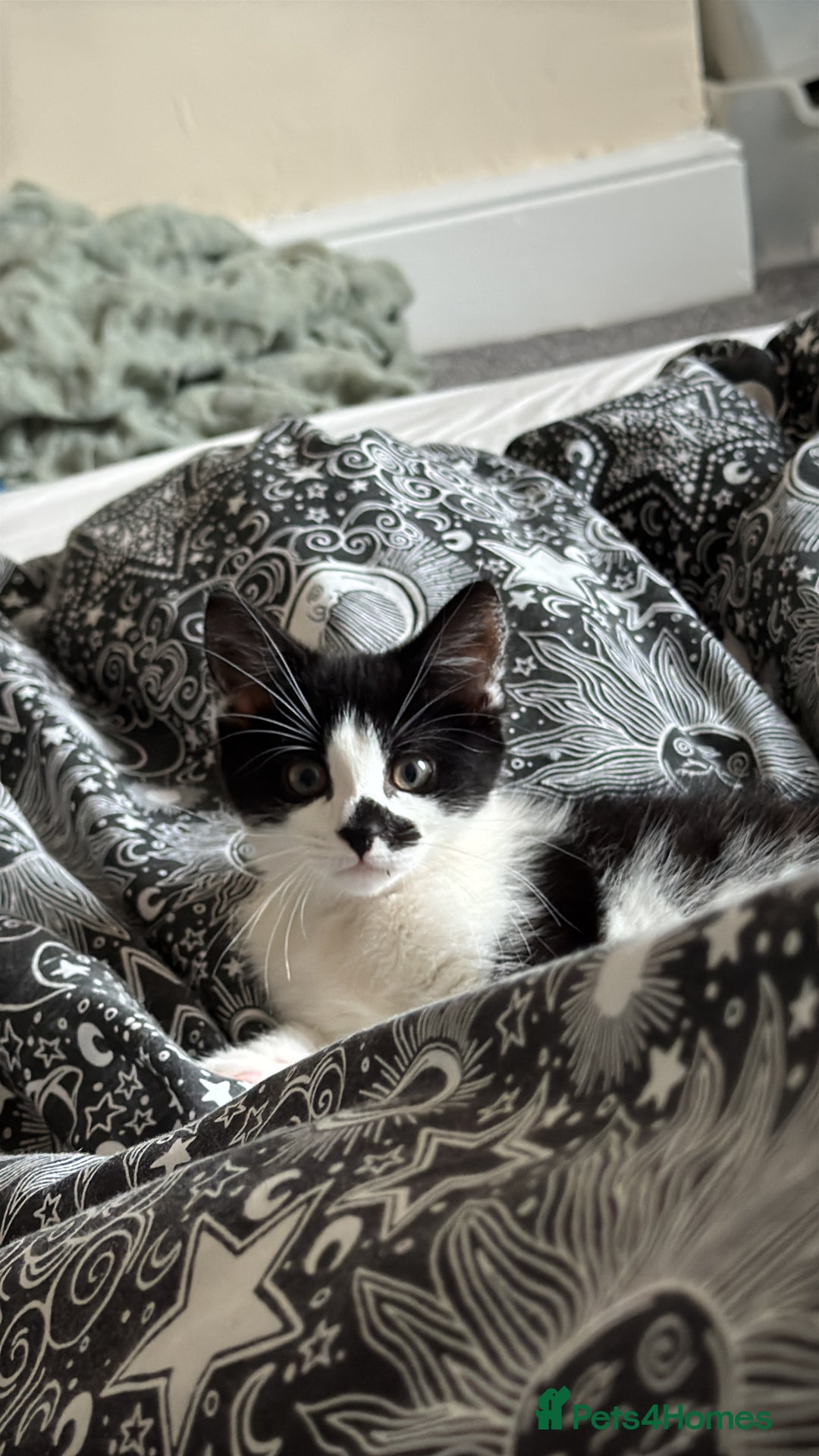 British Shorthair cats for sale: Baxter  - Advert 4